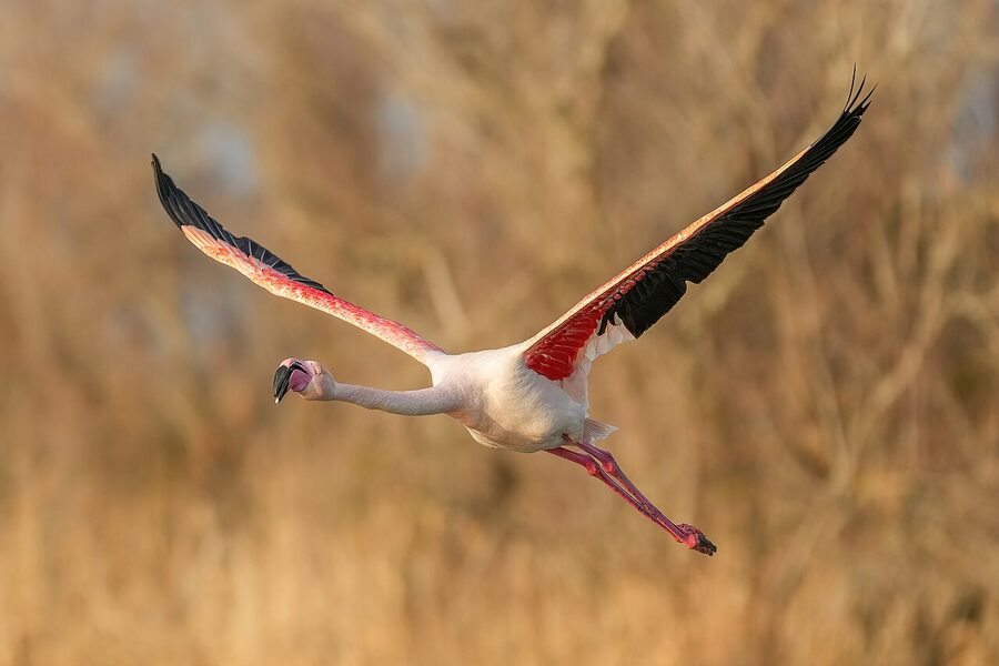 Greater flamingo in flight at golden hour Camargue