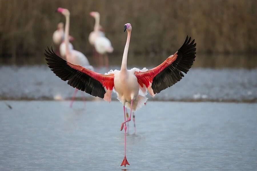 Greater flamingo landing in Camargue water