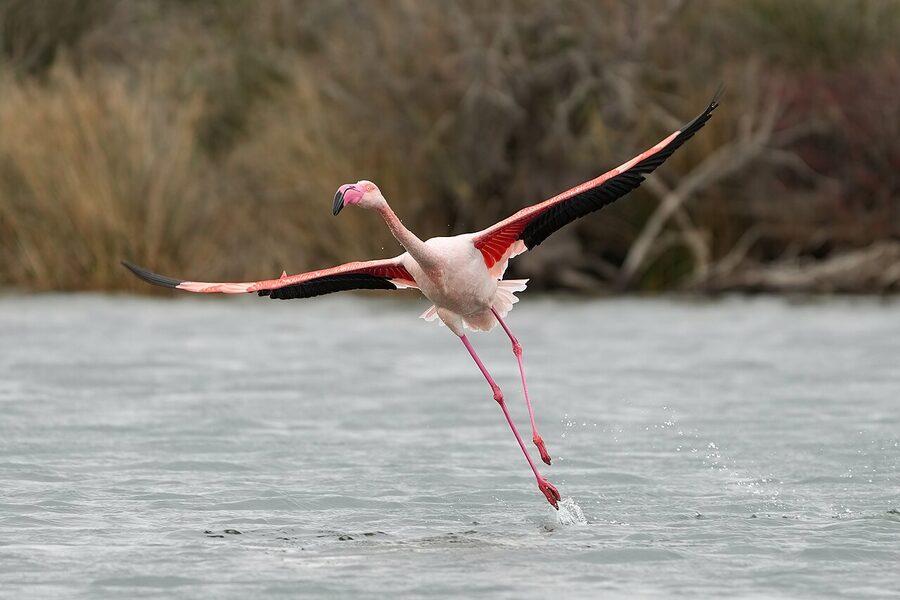 Greater flamingo taking off over Camargue water