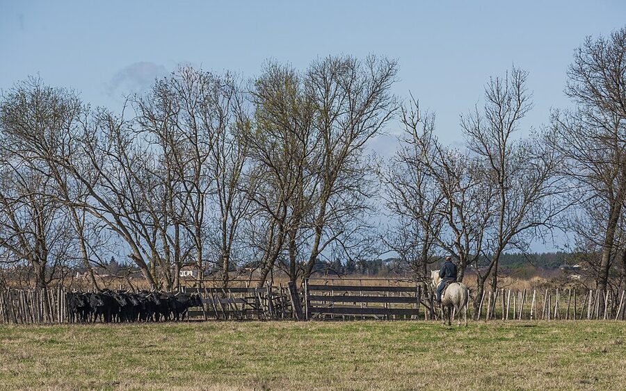 Gardian on horseback with Camargue cattle