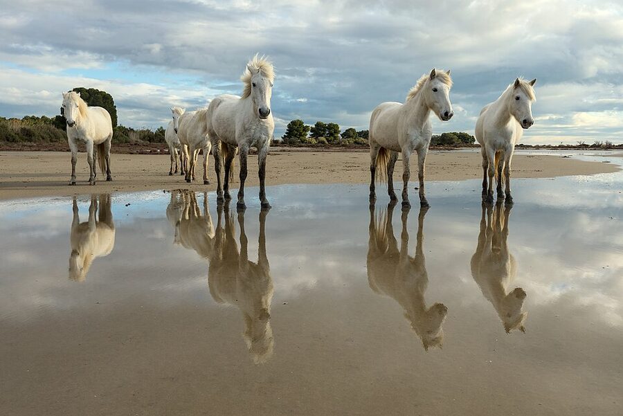 Camargue horses reflected in marsh water