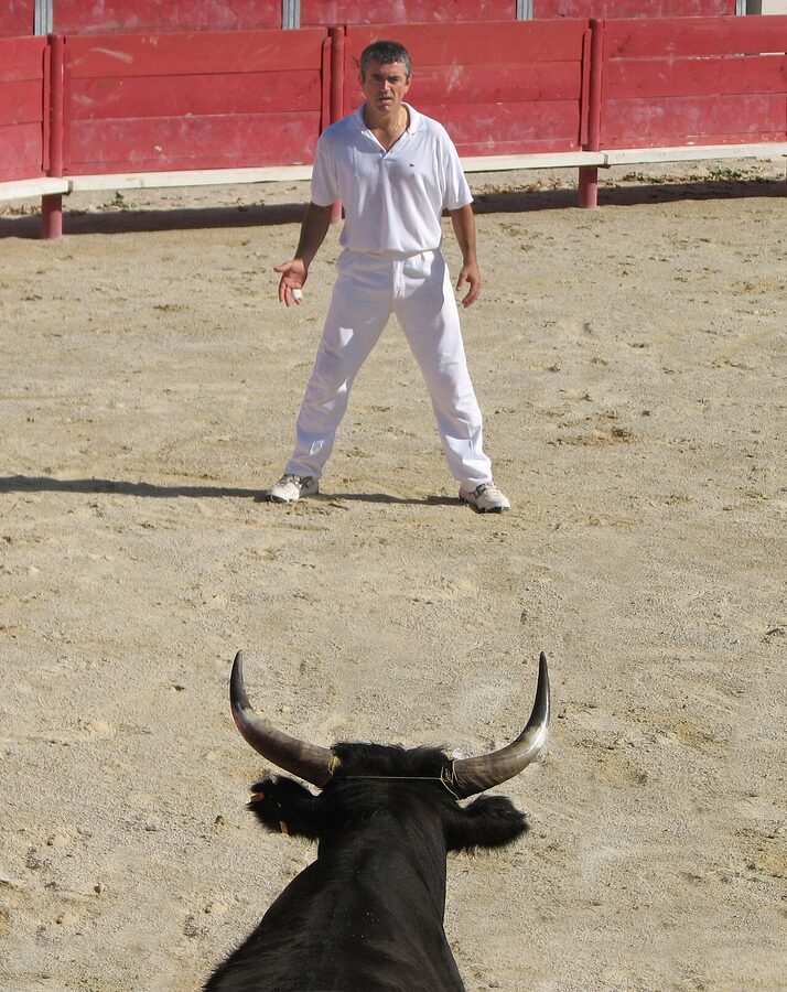 Razeteur facing a Camargue bull in the arena