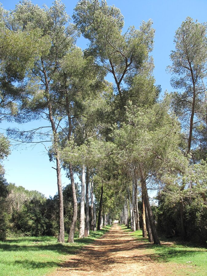 Eucalyptus alley on Sainte-Marguerite
