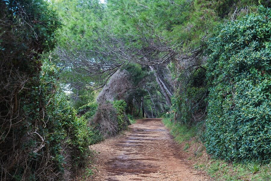 An alley on Sainte-Marguerite Island
