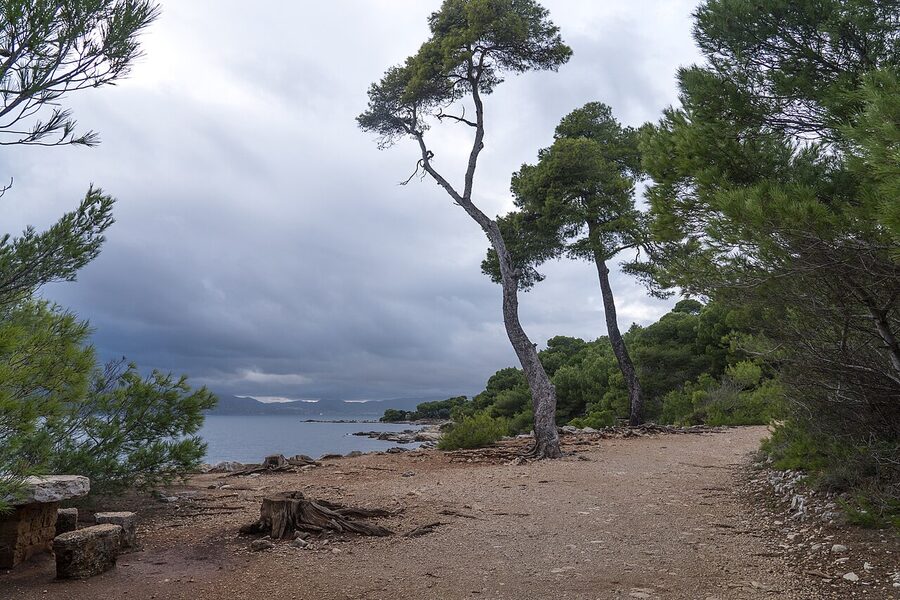 Pine forest down to the shore on Sainte-Marguerite