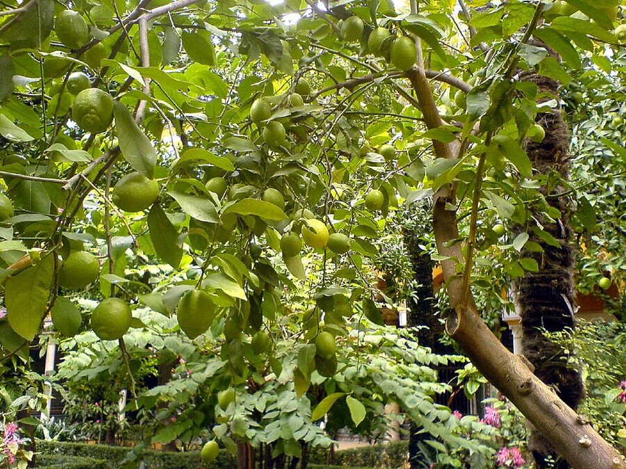Lemon tree in Jardin Grande at Casa de Pilatos Seville