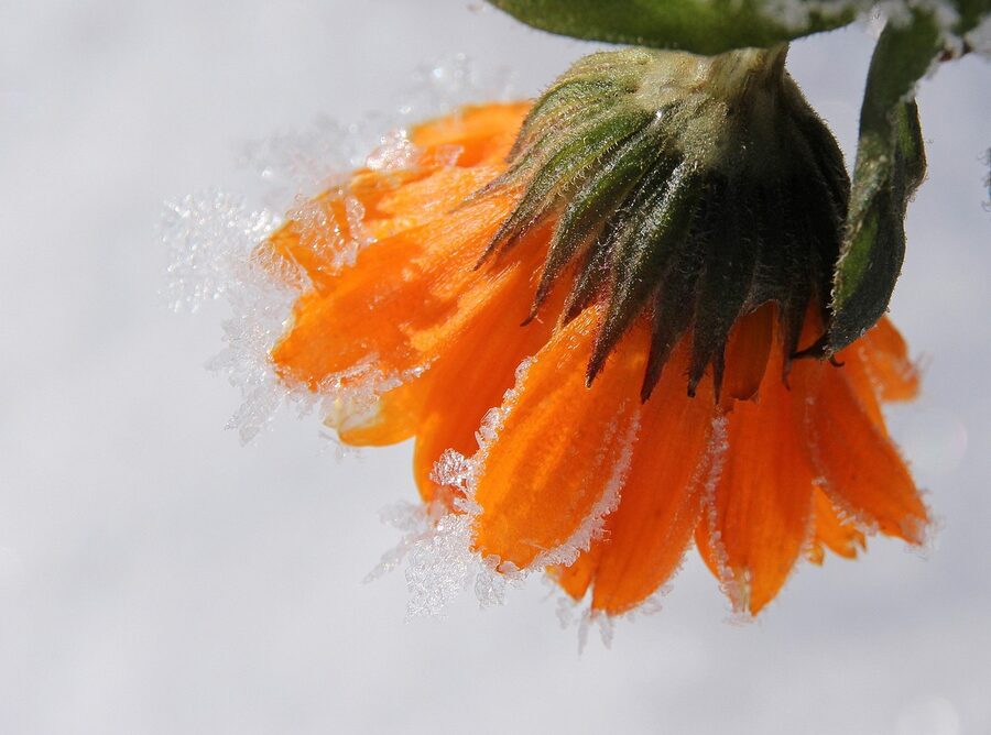 Marigold flower bloom detail biomimicry