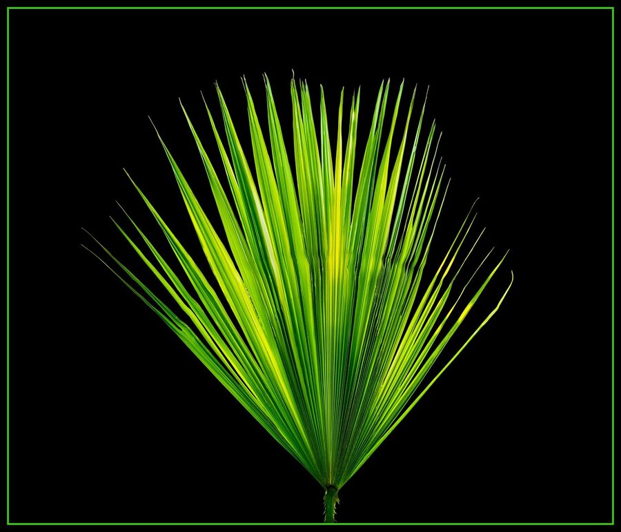 Real palm frond detail close up natural form