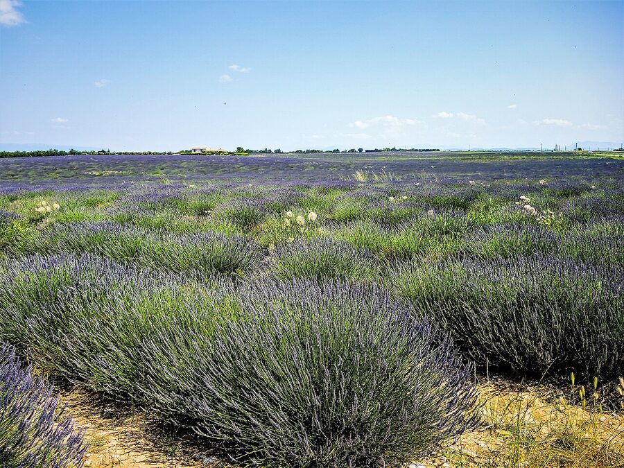 Lavender field in bloom on the Valensole plateau