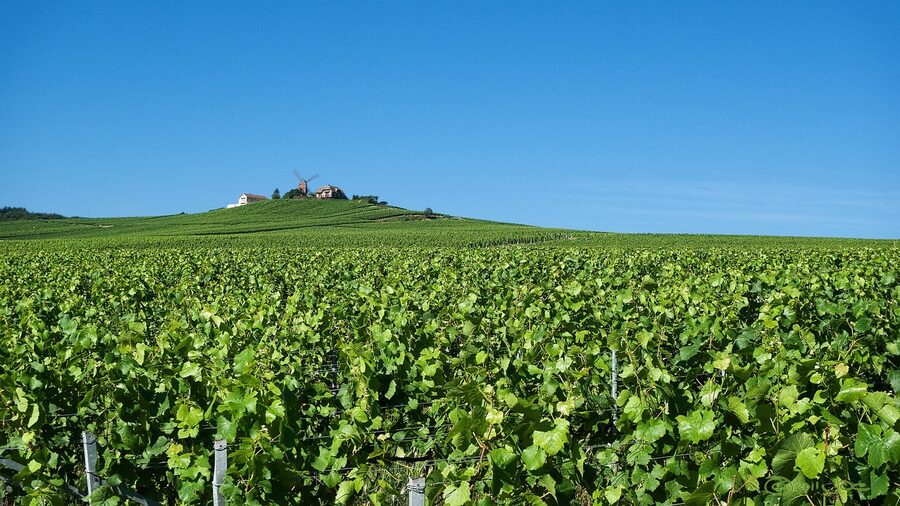 Verzenay champagne vineyard with hanging grape clusters