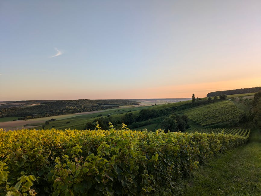 Champagne vineyard sunset in Montgueux