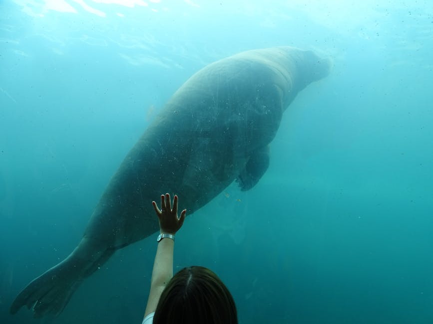 Child reaching for a manatee swimming behind aquarium glass