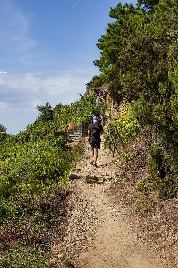 Hikers walking Trail 586 through vineyard terraces above Volastra Cinque Terre