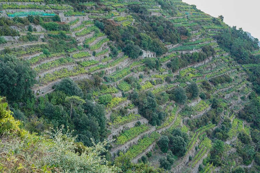 Vineyard terraces above Volastra Cinque Terre dry stone walls