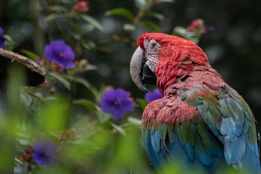 A cockatoo or macaw perched in a leafy enclosure