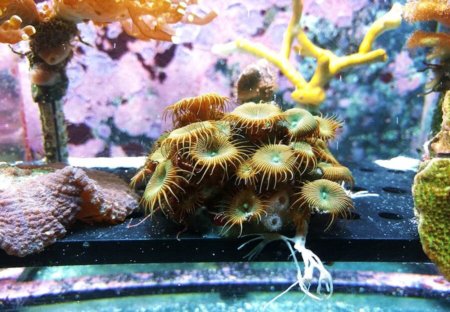 Coral reef tank with colorful fish at the Genova Aquarium