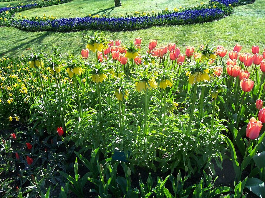 Crown imperial flower with tulips at Keukenhof