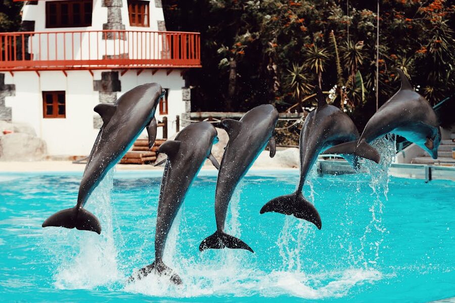Dolphins leaping at an aquarium during a training session