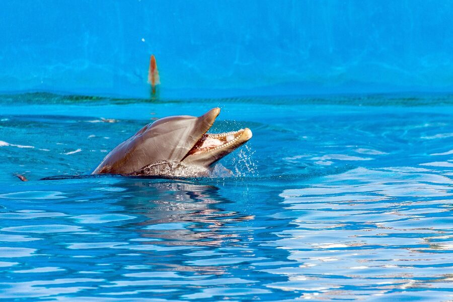 Dolphins jumping during the Valencia Oceanografic show