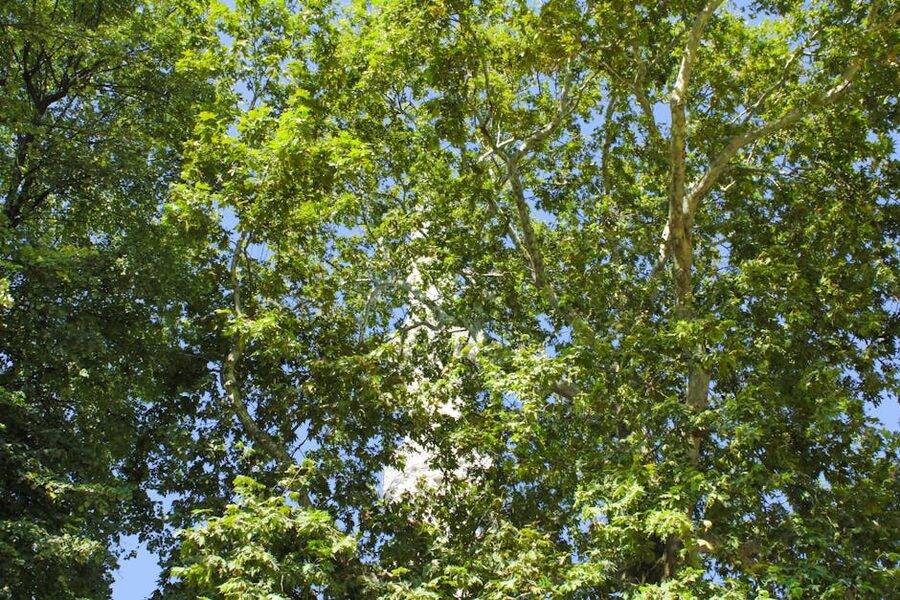 View of the Eiffel Tower through trees of a Paris park