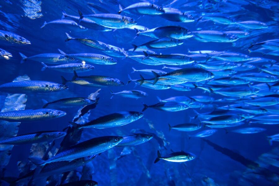 An underwater scene of a fish school in the Valencia aquarium
