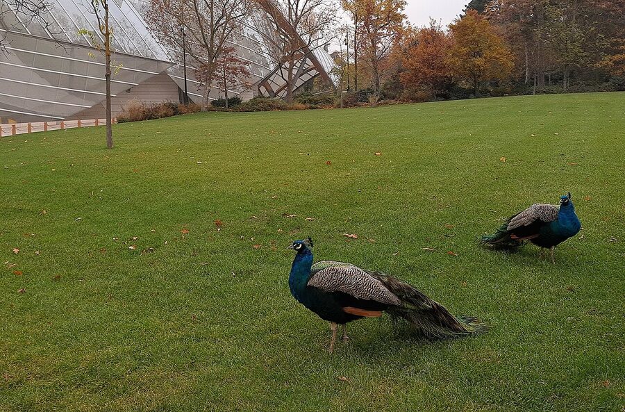 Fondation Louis Vuitton with resident peacocks in the foreground