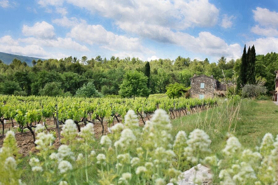 French vineyard Loire grape vines