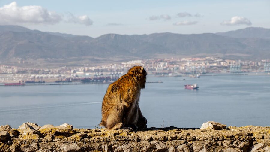 A Barbary macaque sitting on the Rock and looking out over the bay