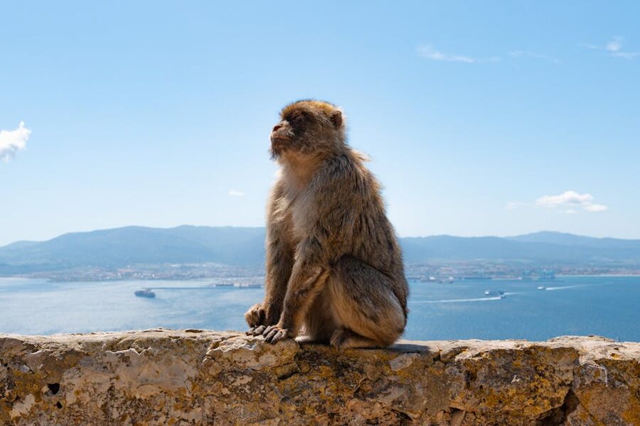 A Barbary macaque sitting on the Rock with a view of the ocean