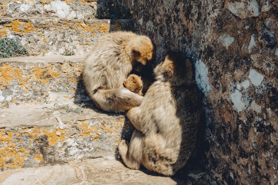 A family of Barbary macaques on the Rock of Gibraltar