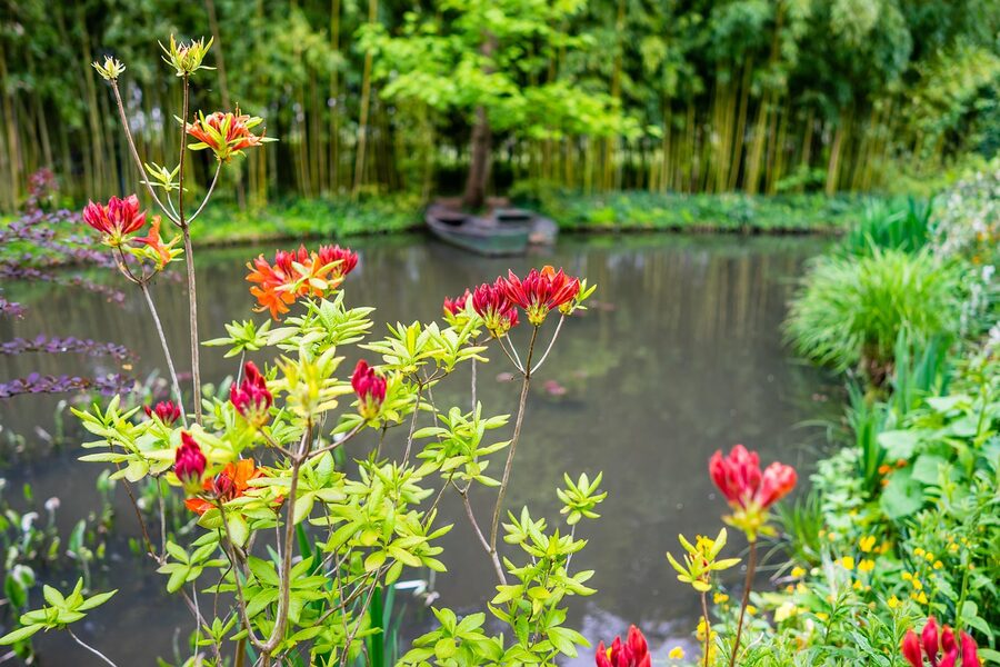 Azalea blooming around Monet Giverny pond in spring