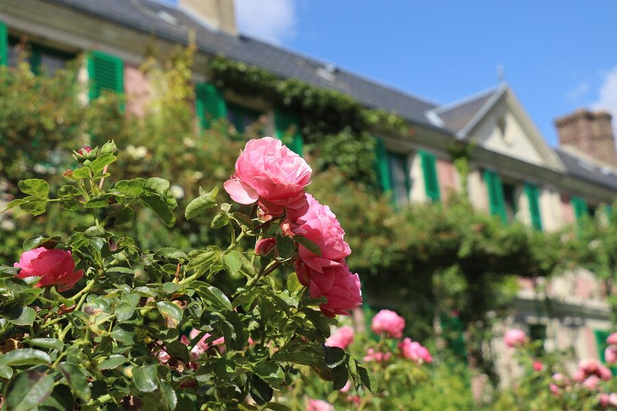 Roses in the Monet garden Giverny