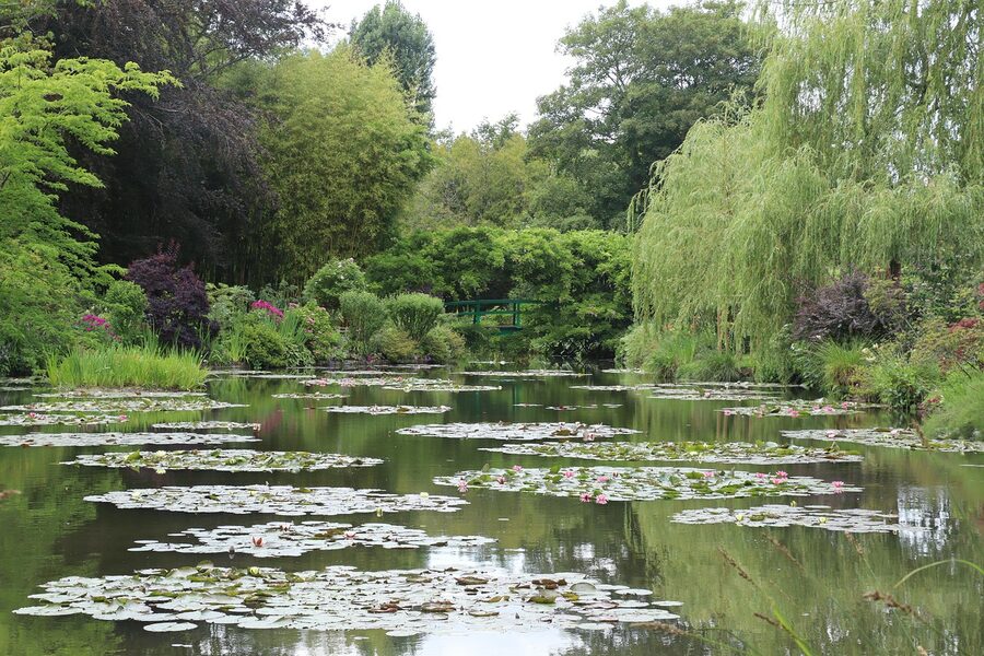Nympheas at Monet Giverny Japanese garden pond