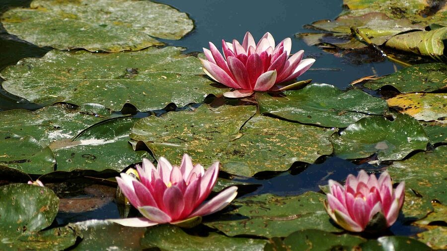 Pink water lilies at Monet Giverny pond