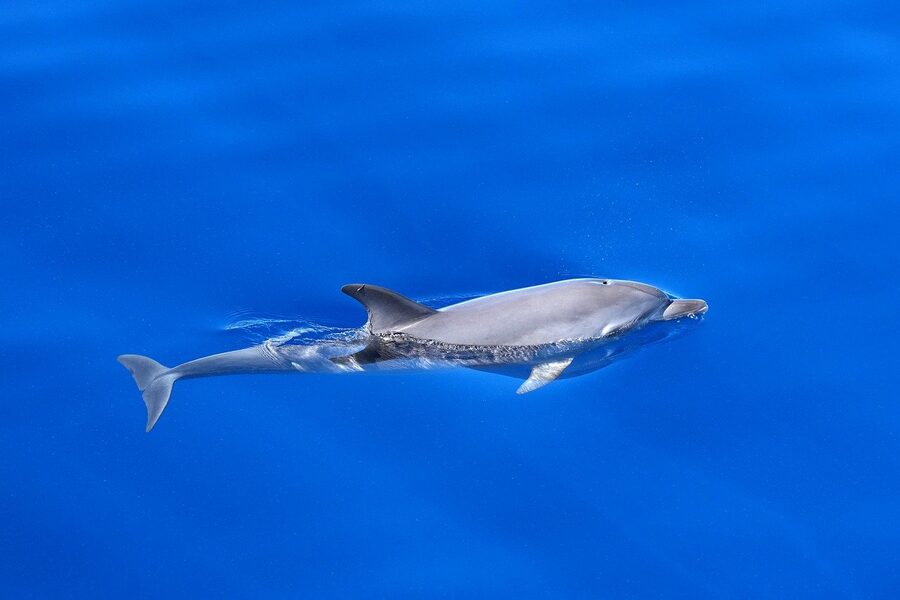 A dolphin swimming at the surface of the Atlantic ocean