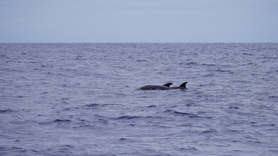 A bottlenose dolphin in the Atlantic