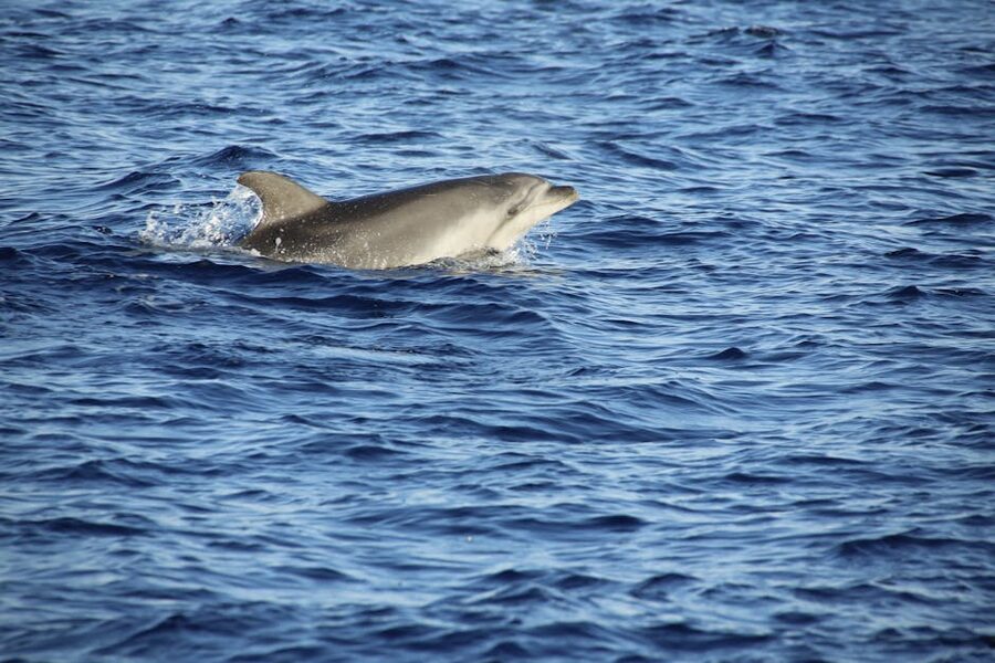 A bottlenose dolphin cruising at the ocean surface