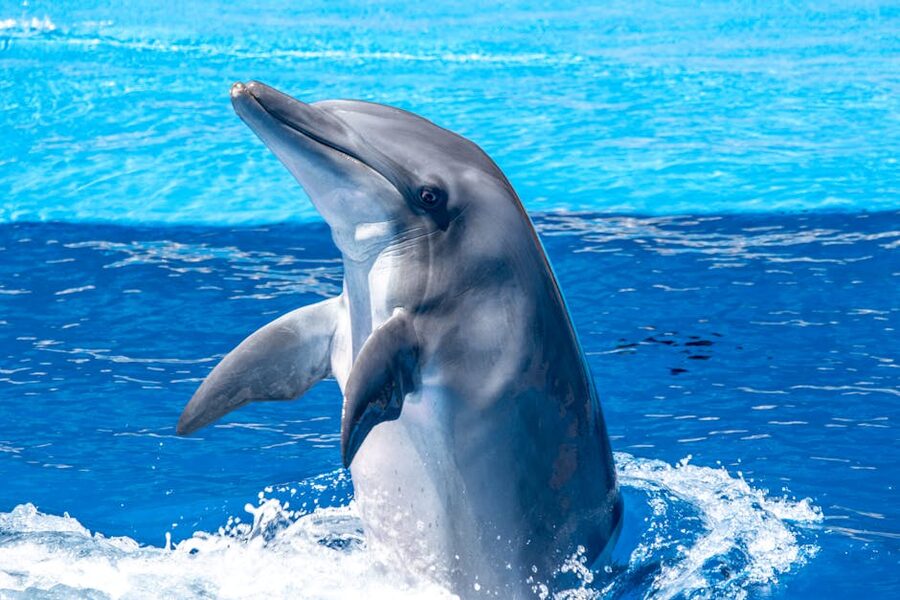 A bottlenose dolphin leaping clear of the ocean surface