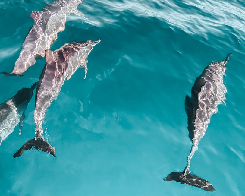Gran Canaria’s Resident Dolphins