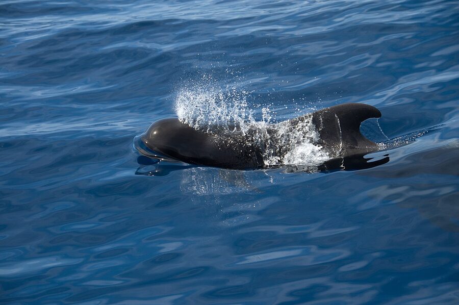 Pilot whale breathing at the surface