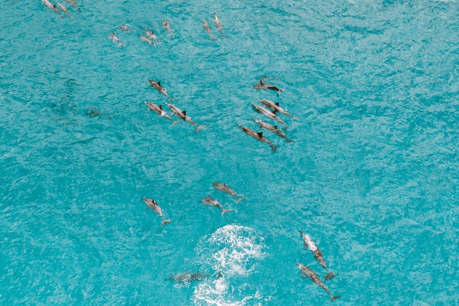 Aerial view of a dolphin pod swimming in clear blue water