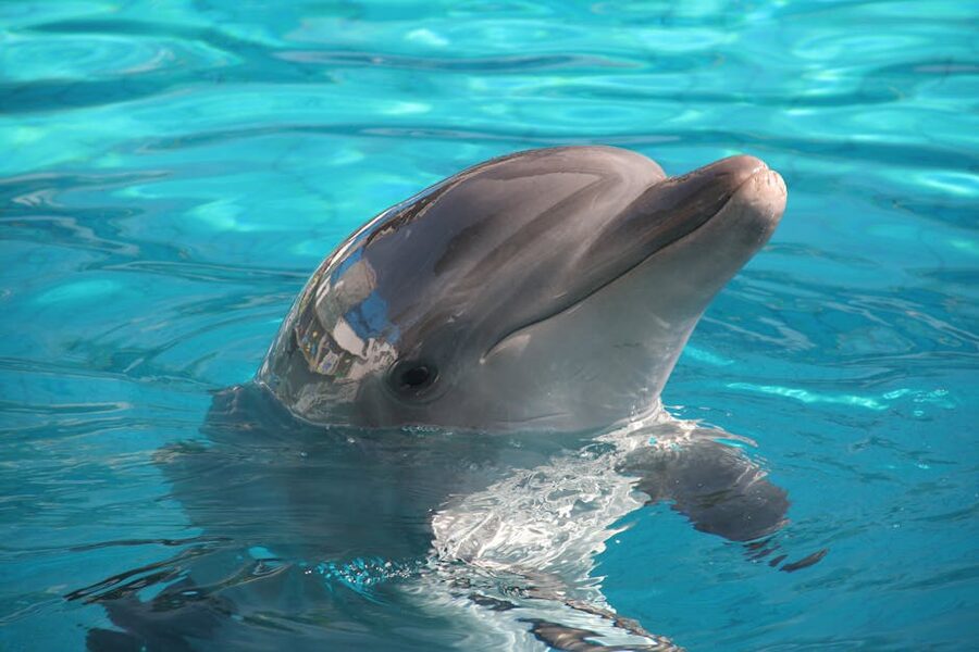 A dolphin surfacing in clear blue water on a sunny day