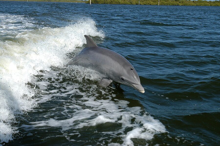 Bottlenose dolphin Tursiops truncatus surfacing in clear water