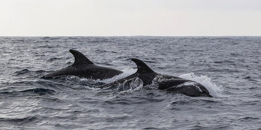 Common bottlenose dolphins riding the bow wake of a boat