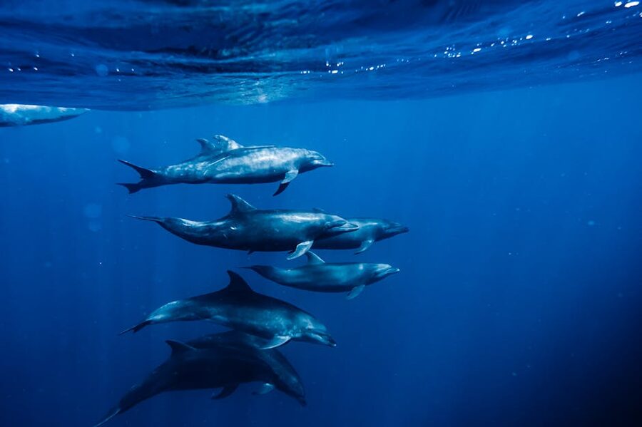 Pod of dolphins underwater in deep blue sea