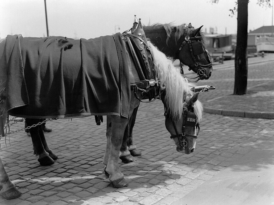 Heineken brewery dray horses Amsterdam 1933 archive photo