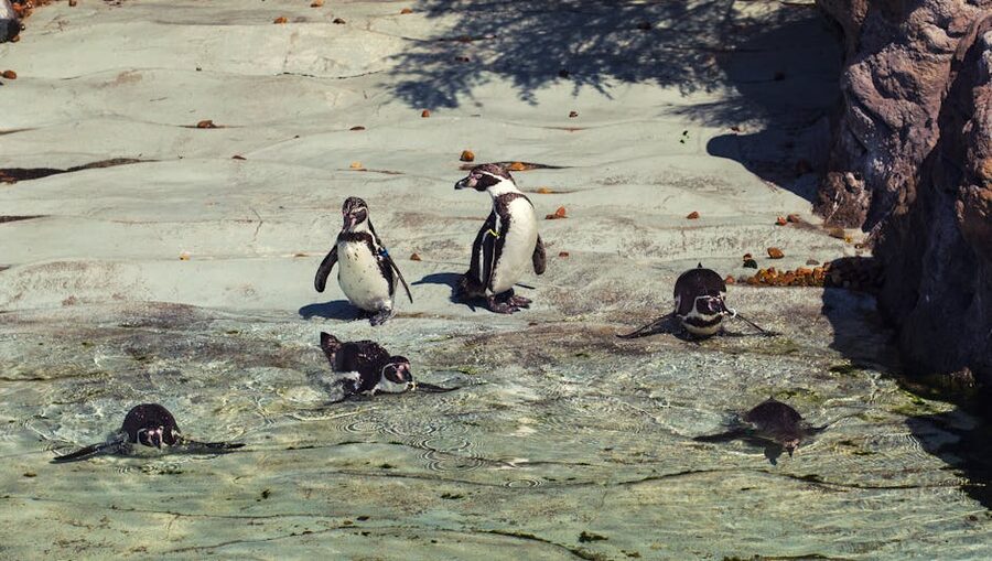Humboldt penguins on rocks