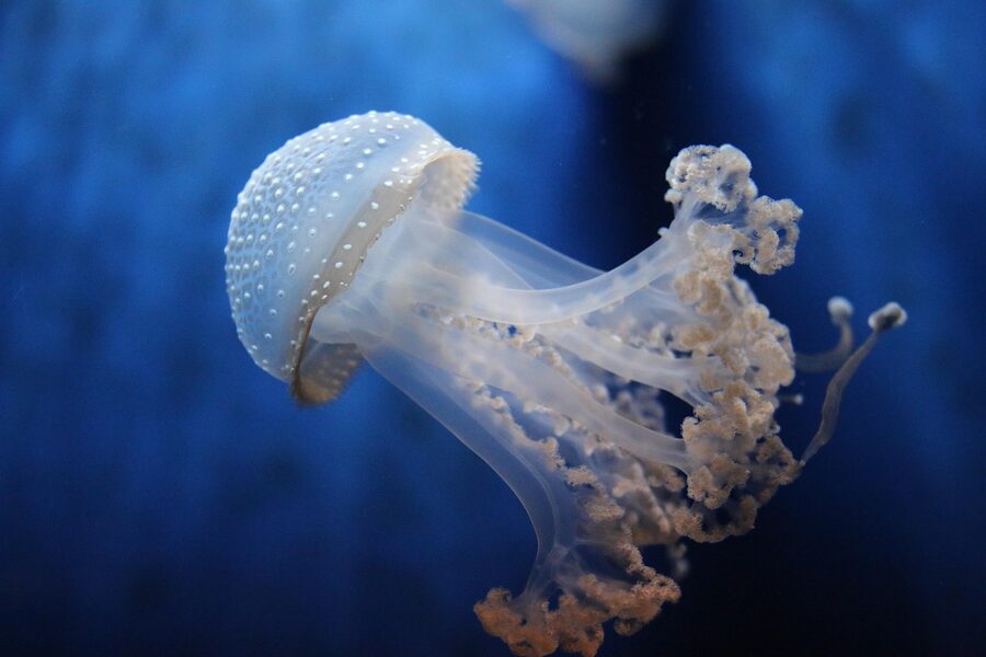 Glowing jellyfish display in the Genova aquarium
