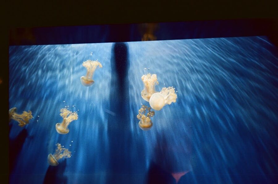 Jellyfish glowing in a backlit tank at the Genova Aquarium