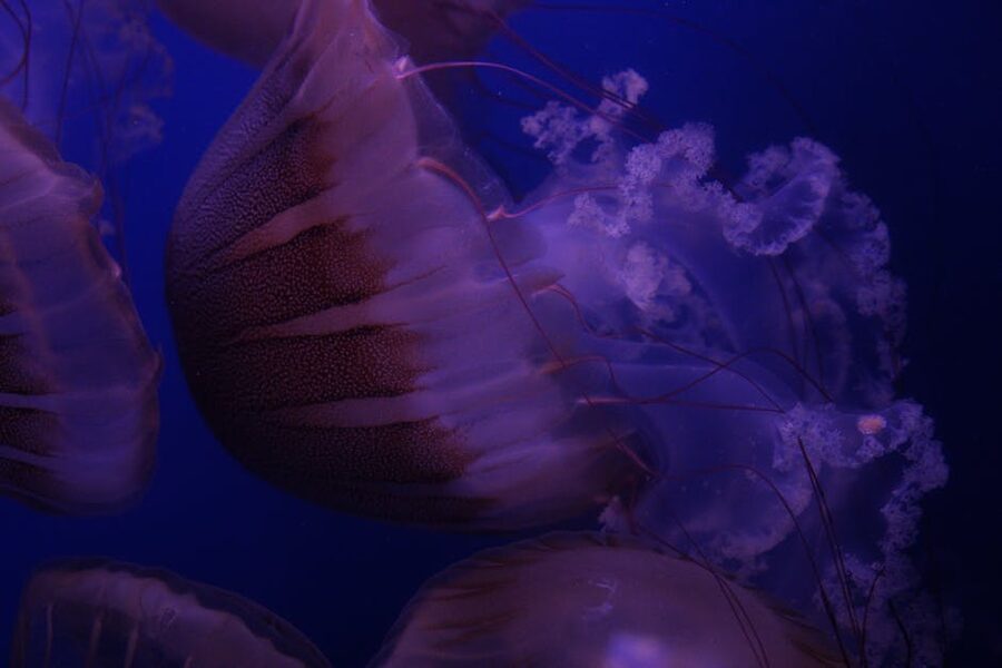 Illuminated jellyfish in a Valencia tank